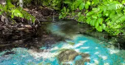 Tiger Cave & Emerald Pool Jungle Tour by TTD
